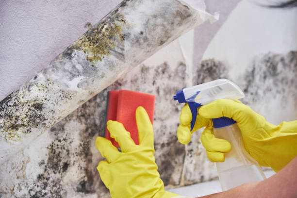  Grandview, OH Mold Removal Services Pros